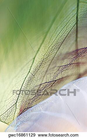 Stock Photo - Close-up of dried leaves. Fotosearch