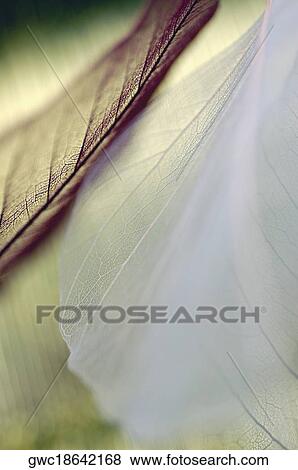 Close-up of dried leaves View Large Photo Image Stock Photo - Close-up of dried leaves. Fotosearch