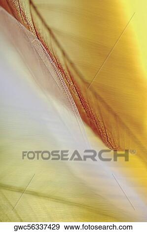 Stock Photo - Close-up of dried leaves. Fotosearch