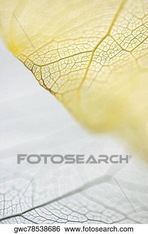 Close-up of dried leaves View Large Photo Image Stock Photograph - Close-up of dried leaves. Fotosearch