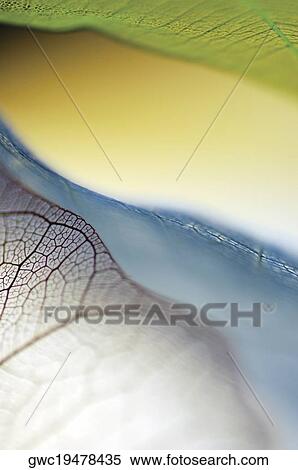 Close-up of dried leaves View Large Photo Image Stock Photography - Close-up of dried leaves. Fotosearch