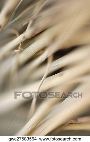 Close-up of dried sticks View Large Photo Image Picture - Close-up of dried sticks. Fotosearch