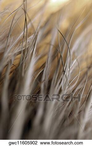 Close-up of dried sticks View Large Photo Image Stock Image - Close-up of dried sticks. Fotosearch