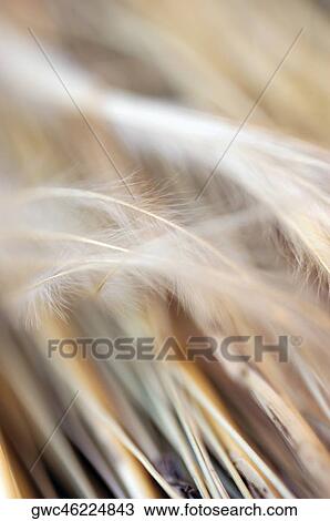 Close-up of dried sticks View Large Photo Image Stock Image - Close-up of dried sticks. Fotosearch
