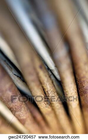 Close-up of dried sticks View Large Photo Image Stock Photo - Close-up of dried sticks. Fotosearch