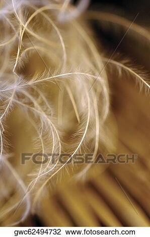 Stock Image - Close-up of dried weeds. Fotosearch