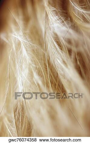Close-up of dried weeds View Large Photo Image Stock Photo - Close-up of dried weeds. Fotosearch