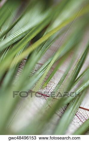 Close-up of green blades of grass View Large Photo Image Stock Image - Close-up of green blades of grass. Fotosearch