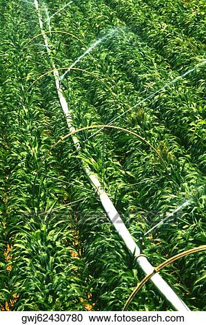 Close-up of sprinklers spraying water on a field View Large Photo Image Stock Image - Close-up of sprinklers spraying water on a field. Fotosearch