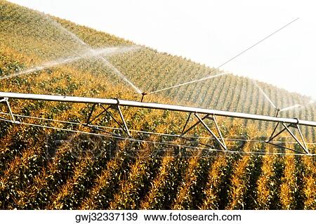 Close-up of sprinklers spraying water on a field View Large Photo Image Stock Photo - Close-up of sprinklers spraying water on a field. Fotosearch