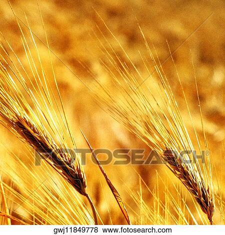 Close-up of wheat on a field View Large Photo Image Stock Photo - Close-up of wheat on a field. Fotosearch