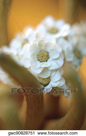 Close-up of white flowers View Large Photo Image Stock Image - Close-up of white flowers. Fotosearch