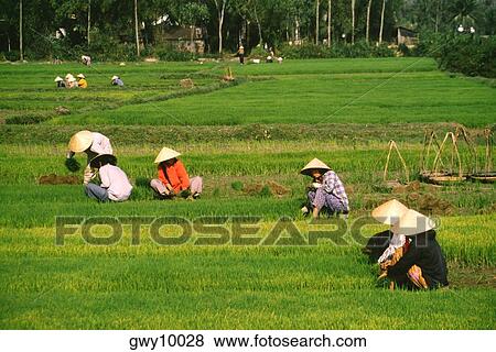 Farmers working in rice fields outside Danang, Vietnam View Large Photo Image Stock Photo - Farmers working in rice fields outside Danang, Vietnam. Fotosearch