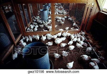 Feading chickens on research farm near Salisbury, MD View Large Photo Image Stock Photograph - Feading chickens on research farm near Salisbury, MD. Fotosearch