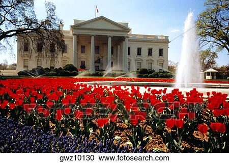 Fountain in front of a government building, White House, Washington DC, USA View Large Photo Image Stock Image - Fountain in front of a government building, White House, Washington DC, USA. Fotosearch