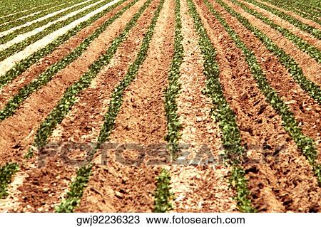High angle view of a crop on a field View Large Photo Image Stock Image - High angle view of a crop on a field. Fotosearch