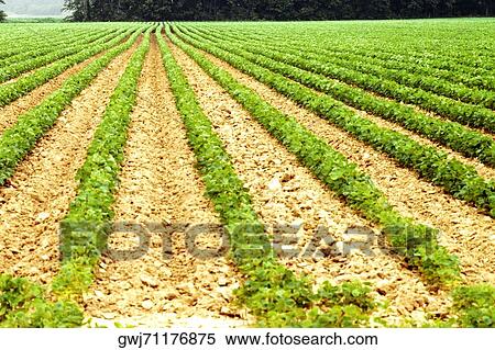 High angle view of a crop on a field View Large Photo Image Stock Photography - High angle view of a crop on a field. Fotosearch