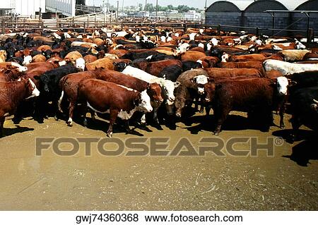 High angle view of a herd of cattle View Large Photo Image Stock Photo - High angle view of a herd of cattle. Fotosearch