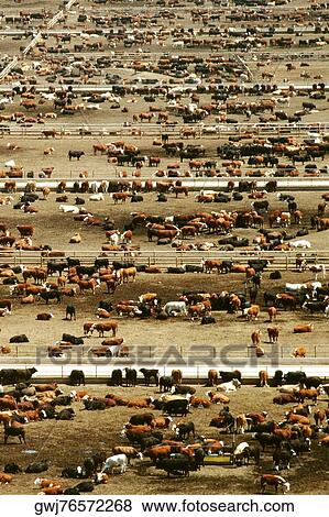 High angle view of a herd of cattle View Large Photo Image Stock Photo - High angle view of a herd of cattle. Fotosearch