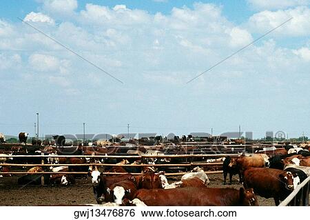 Stock Photograph - High angle view of a herd of cattle. Fotosearch