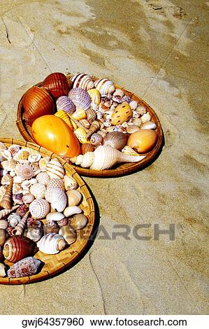High angle view of assorted seashells in plates View Large Photo Image Stock Image - High angle view of assorted seashells in plates. Fotosearch