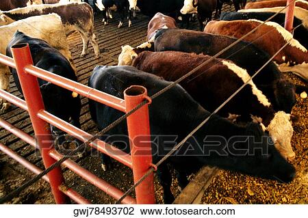 High angle view of cattle in a barn View Large Photo Image Stock Image - High angle view of cattle in a barn. Fotosearch