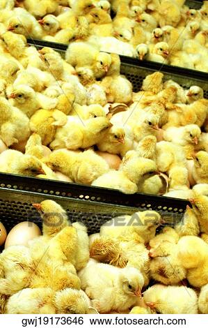 High angle view of chicks in a crate View Large Photo Image Stock Photograph - High angle view of chicks in a crate. Fotosearch