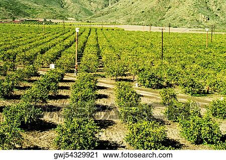 High angle view of crops on a field View Large Photo Image Stock Image - High angle view of crops on a field. Fotosearch