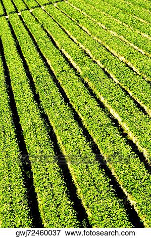 High angle view of crops on a field View Large Photo Image Stock Photo - High angle view of crops on a field. Fotosearch