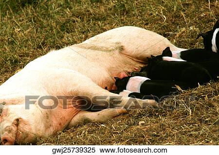 Stock Photography - High angle view of piglets suckling. Fotosearch