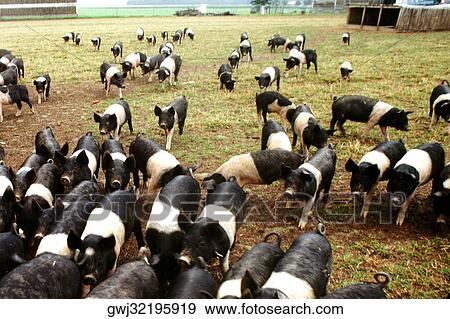 High angle view of pigs on a field View Large Photo Image Stock Photo - High angle view of pigs on a field. Fotosearch