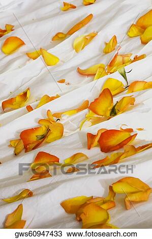 High angle view of rose petals on the bed View Large Photo Image Stock Image - High angle view of rose petals on the bed. Fotosearch