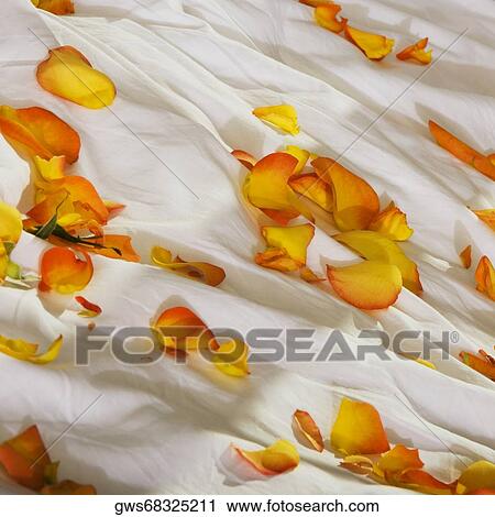 High angle view of rose petals on the bed View Large Photo Image Stock Image - High angle view of rose petals on the bed. Fotosearch