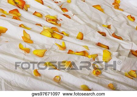 Stock Photo - High angle view of rose petals on the bed. Fotosearch