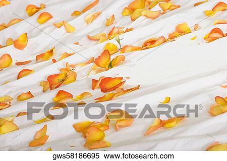 High angle view of rose petals on the bed View Large Photo Image Stock Photography - High angle view of rose petals on the bed. Fotosearch