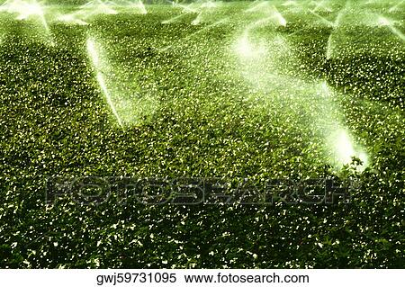 High angle view of sprinklers spraying water on a field View Large Photo Image Stock Photography - High angle view of sprinklers spraying water on a field. Fotosearch