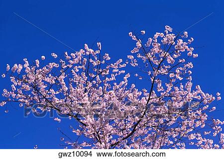 Picture - High section view of a cherry blossom tree, Washington DC, USA. Fotosearch