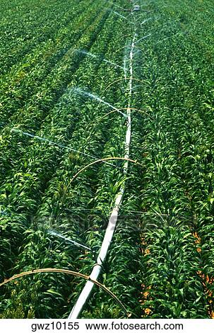 Irrigation system for soy beans in Midwest, USA View Large Photo Image Stock Photography - Irrigation system for soy beans in Midwest, USA. Fotosearch