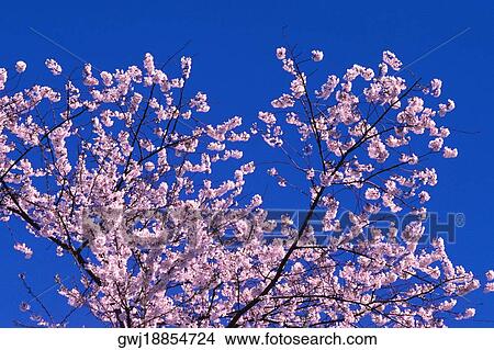 Low angle view of a cherry blossom tree, Washington DC, USA View Large Photo Image Picture - Low angle view of a cherry blossom tree, Washington DC, USA. Fotosearch