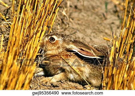 Side profile of a rabbit on a field View Large Photo Image Stock Image - Side profile of a rabbit on a field. Fotosearch