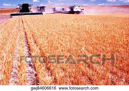 Stock Photograph - Thresher harvesting a field. Fotosearch