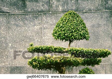 Stock Photography - Tree in front of a stone wall. Fotosearch