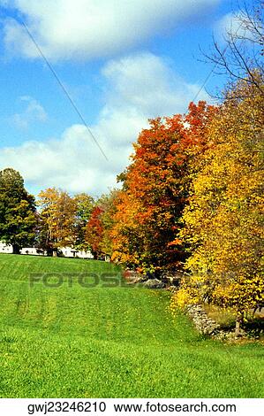 Stock Image - Trees on a landscape. Fotosearch