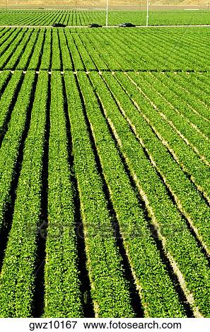 Truck garden crops in Southern California View Large Photo Image Stock Photo - Truck garden crops in Southern California. Fotosearch