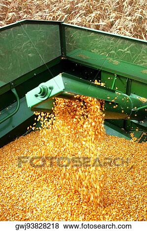 Stock Photo - Wheat falling from a combine. Fotosearch