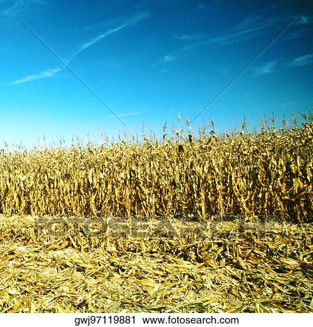 Wheat grown on a field View Large Photo Image Stock Image - Wheat grown on a field. Fotosearch
