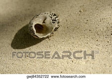 Stock Image - Close-up of a broken shell. Fotosearch