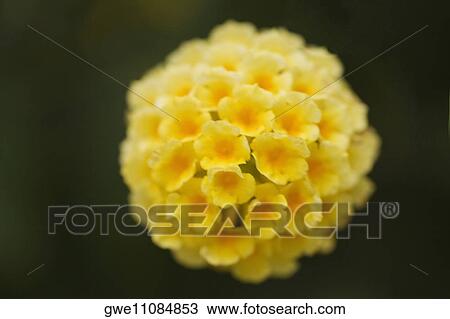 Stock Image - Close-up of a bunch of flowers. Fotosearch