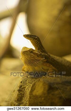 Stock Image - Close-up of a chameleon and a skink (Chamaeloninae). Fotosearch