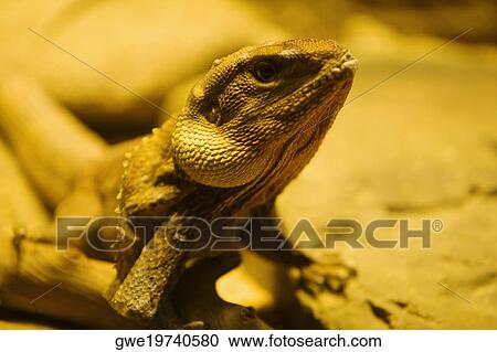 Stock Image - Close-up of a chameleon (Chamaeloninae). Fotosearch